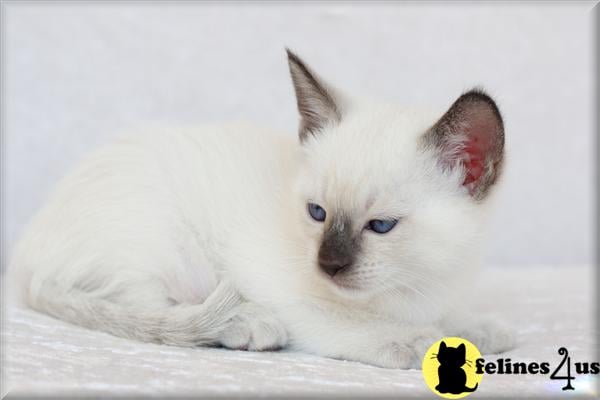 siameseroyalty Picture 3
